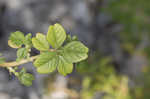 Purple amaranth